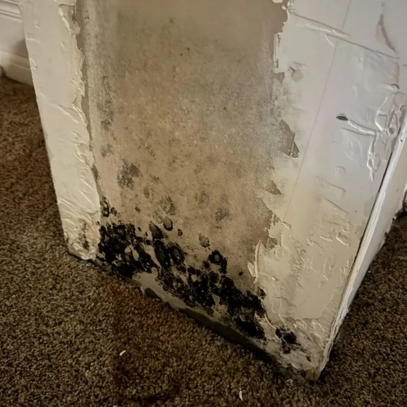 Professional Mold Removal in Bedminster, NJ
